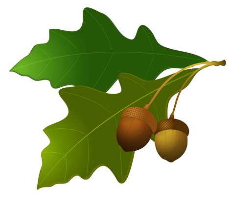 pics of acorns|acorns pictures clip art printable.